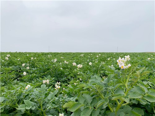 尊龙凯时集团：“飞地经济”模式打造乡村振兴新引擎